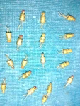 Western Electric Gold 2N559 Pnp Germanium Transistor F/ Nike-zeus Univac. Fixed Price $17.99.